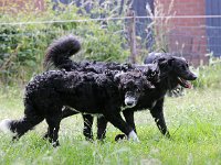 Puppys van Bliss040622-0023